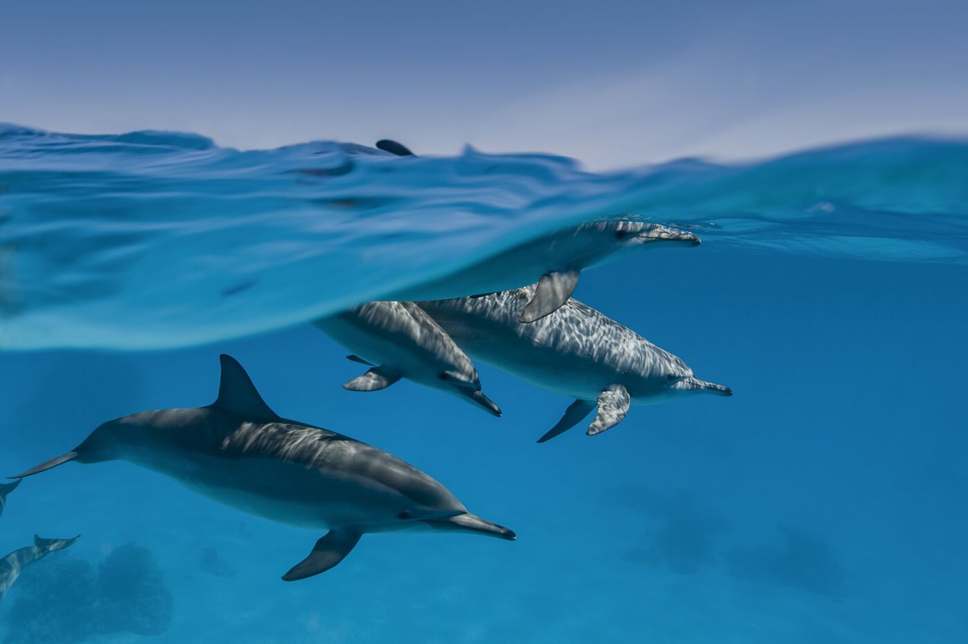 Swimming with Hawaii Spinner Dolphins